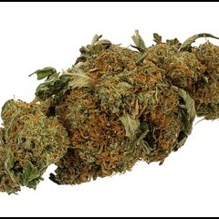 Representative cannabis bud photo — packs ship sealed in breeder packaging
