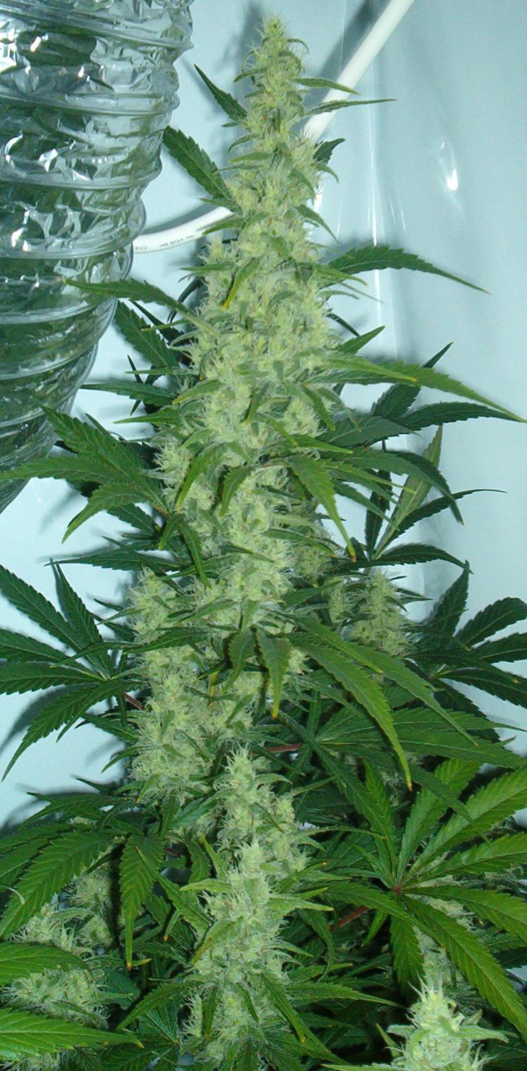 Cannabis plant in flower