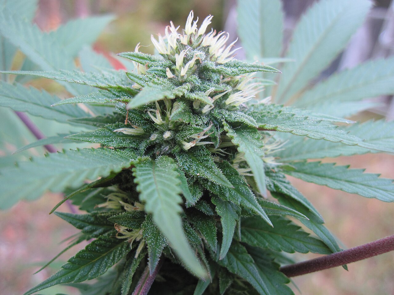 Blooming cannabis plant
